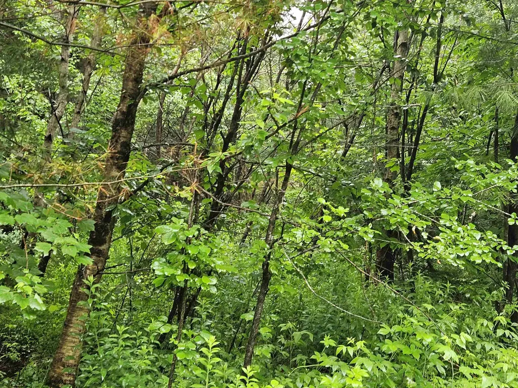 Lot 15 Hadley Road Sugar Hill NH 03586