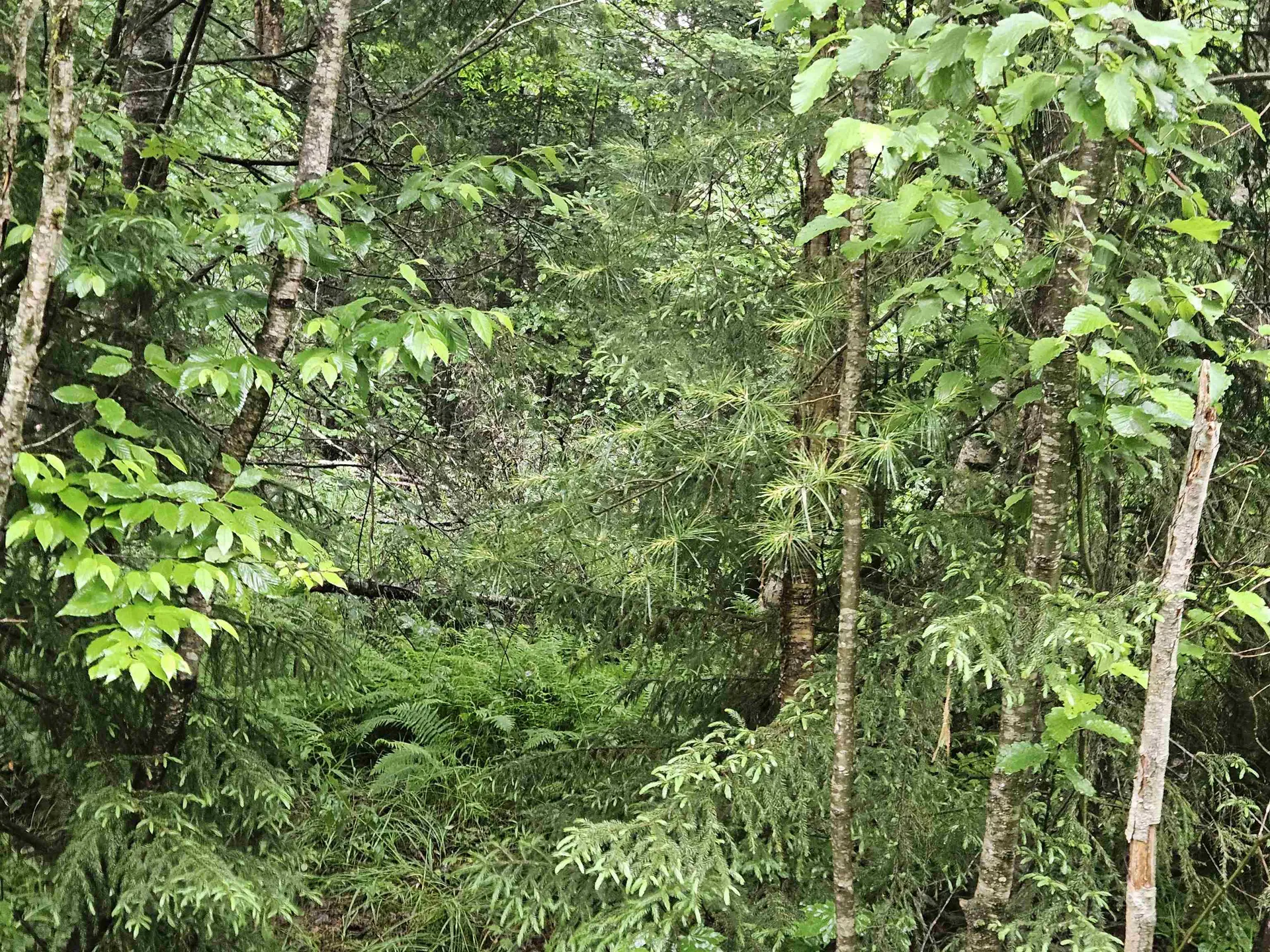 Lot 15 Hadley Road Sugar Hill NH 03586