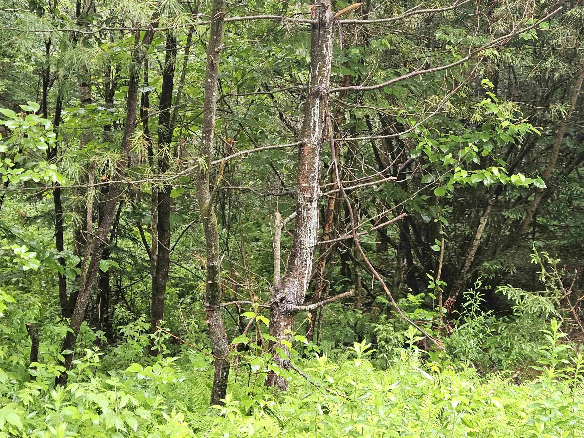 Lot 15 Hadley Road Sugar Hill NH 03586