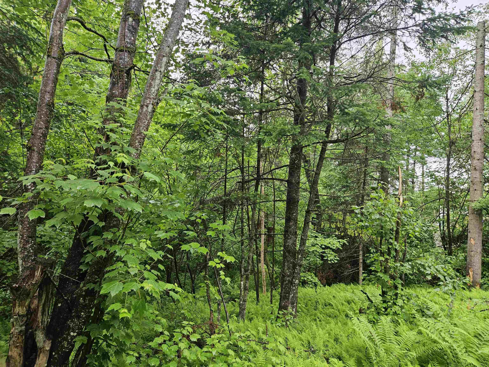 Lot 15 Hadley Road Sugar Hill NH 03586
