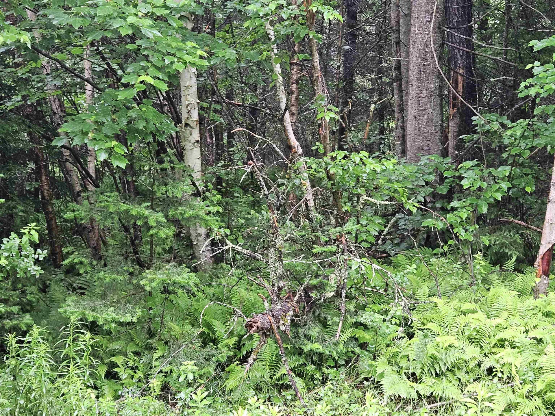 Lot 15 Hadley Road Sugar Hill NH 03586