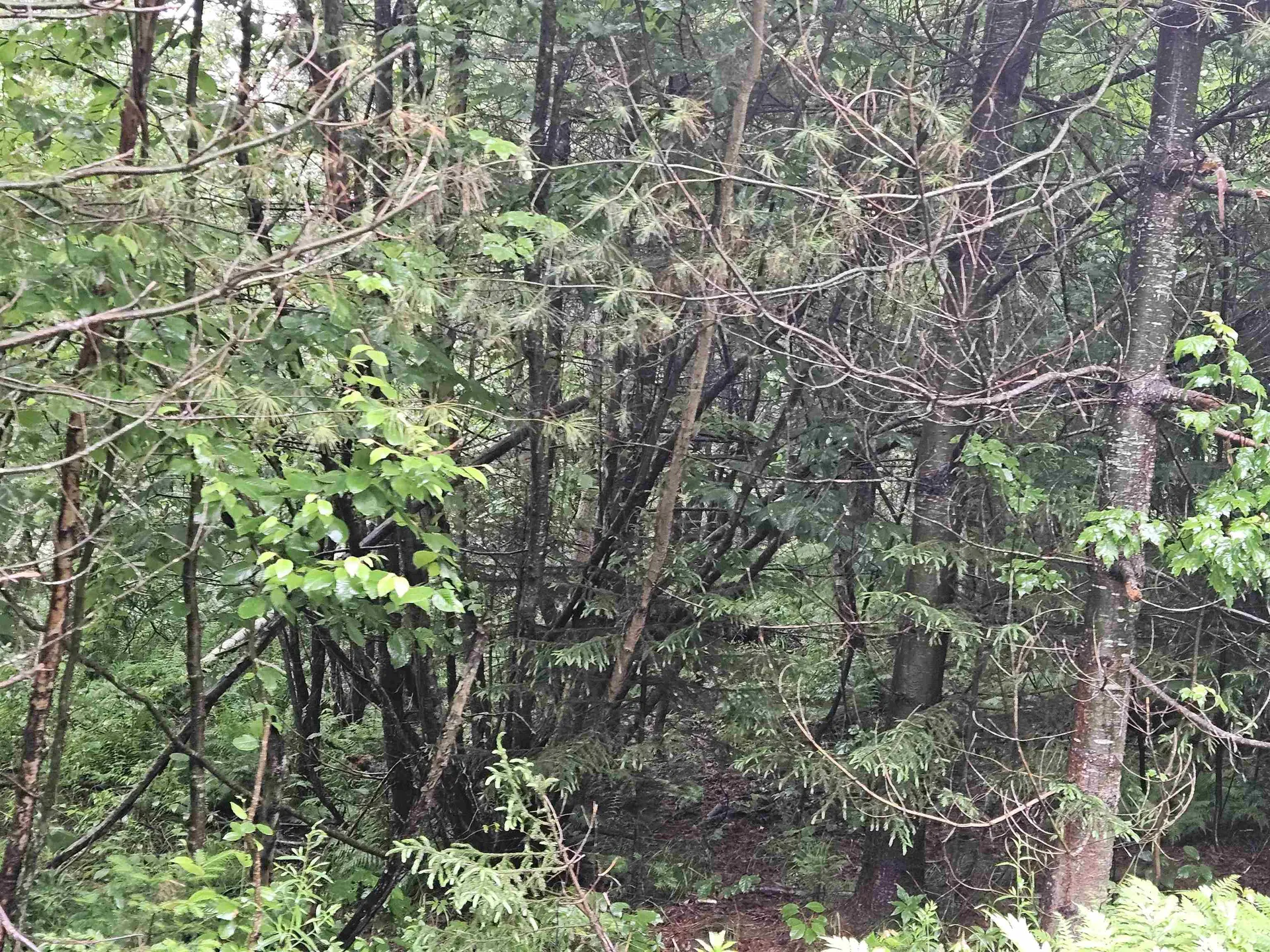 Lot 15 Hadley Road Sugar Hill NH 03586