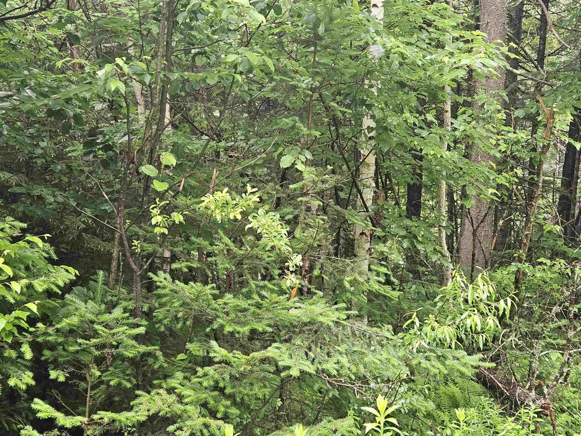 Lot 15 Hadley Road Sugar Hill NH 03586