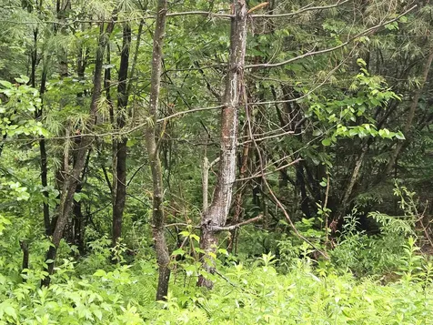 Lot 15 Hadley Road Sugar Hill NH 03586