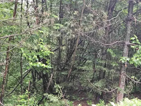 Lot 15 Hadley Road Sugar Hill NH 03586