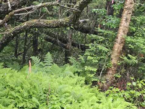 Lot 15 Hadley Road Sugar Hill NH 03586