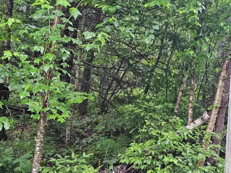 Lot 15 Hadley Road Sugar Hill NH 03586