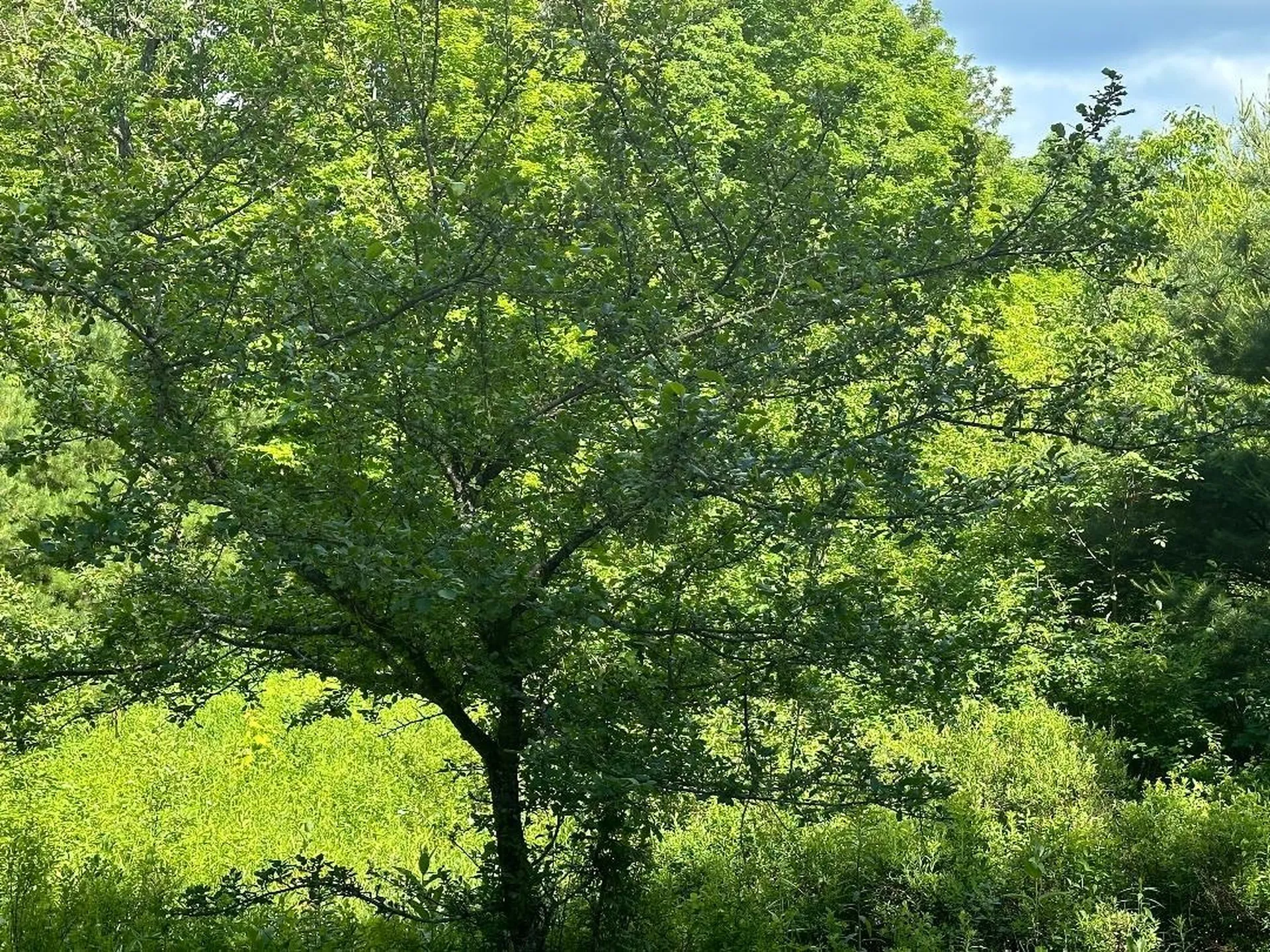 Lot #1 Frescoln Road Wentworth NH 03282