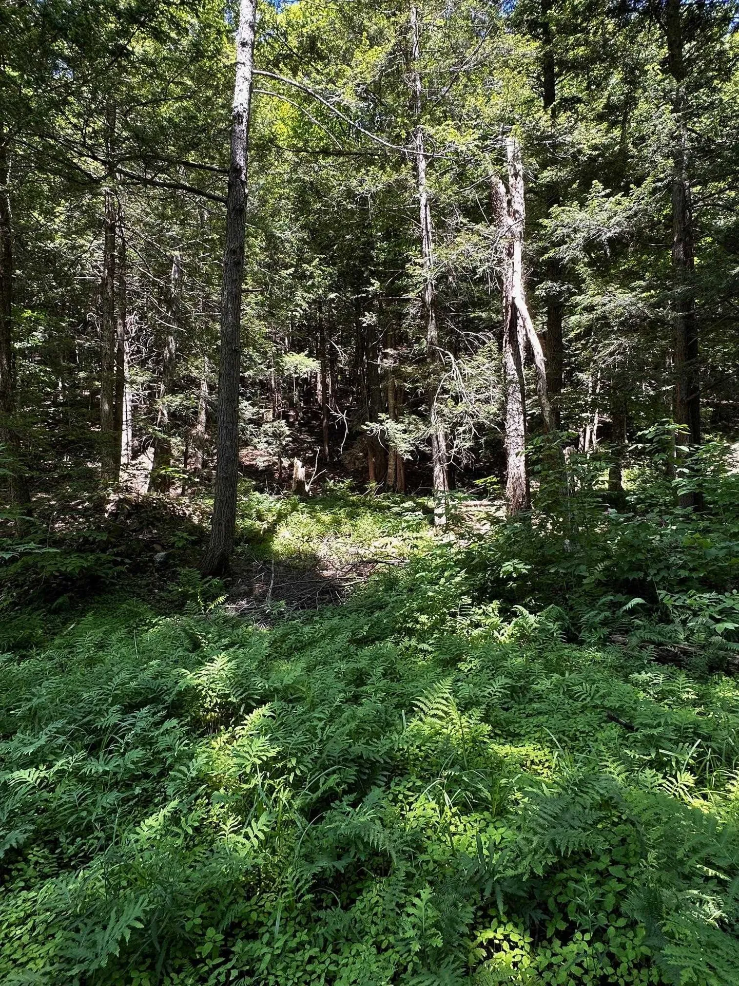 86 Goose City Road Dover VT 05341