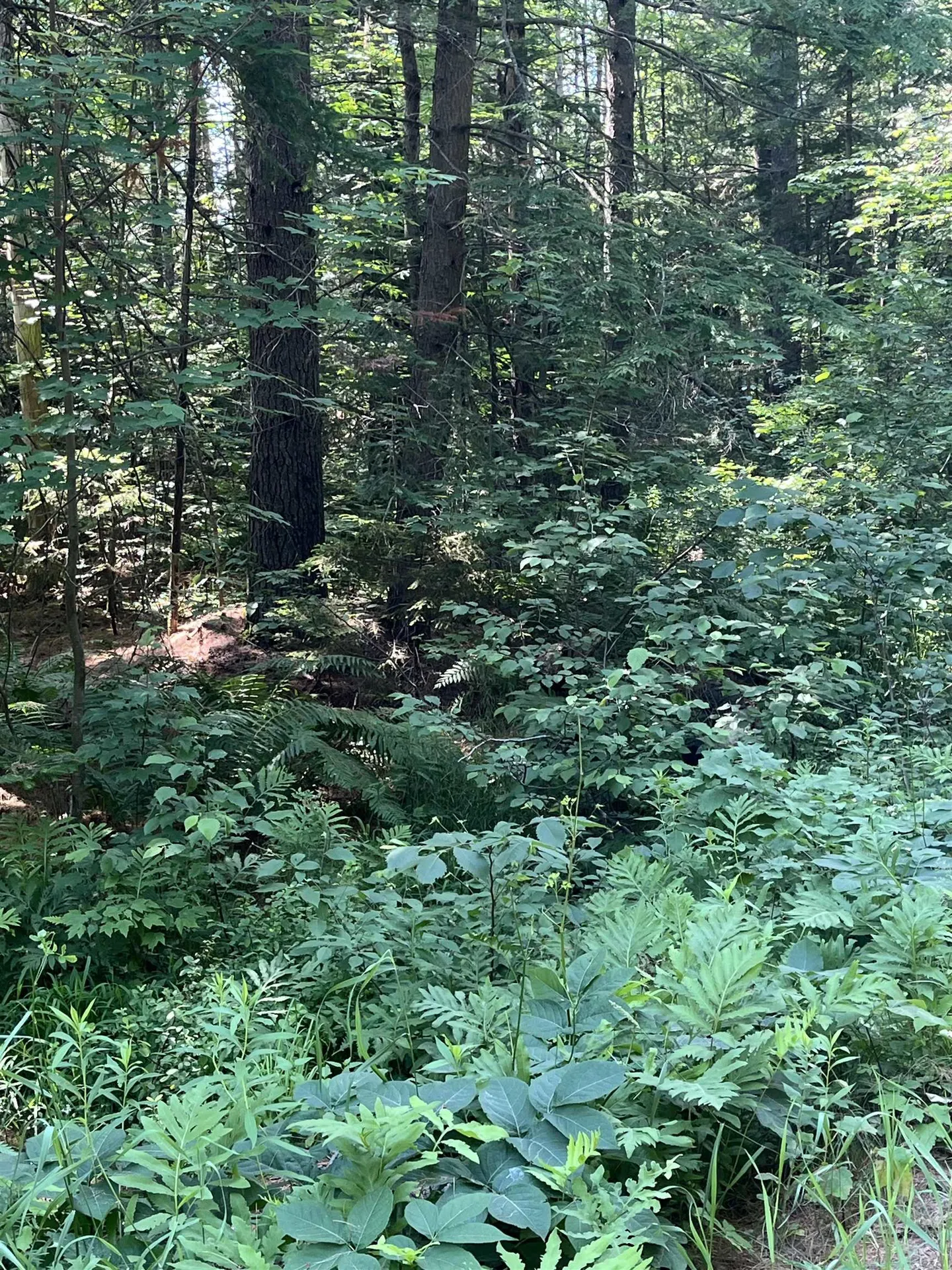 00 North Rd./hemlock Lane Danbury NH 03230