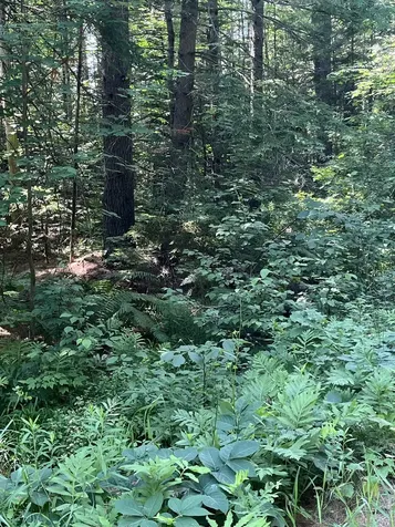 00 North Rd./hemlock Lane Danbury NH 03230