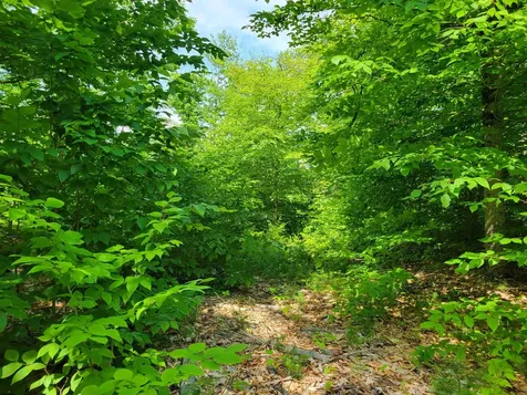 0 Thurston Road Brownfield ME 04010
