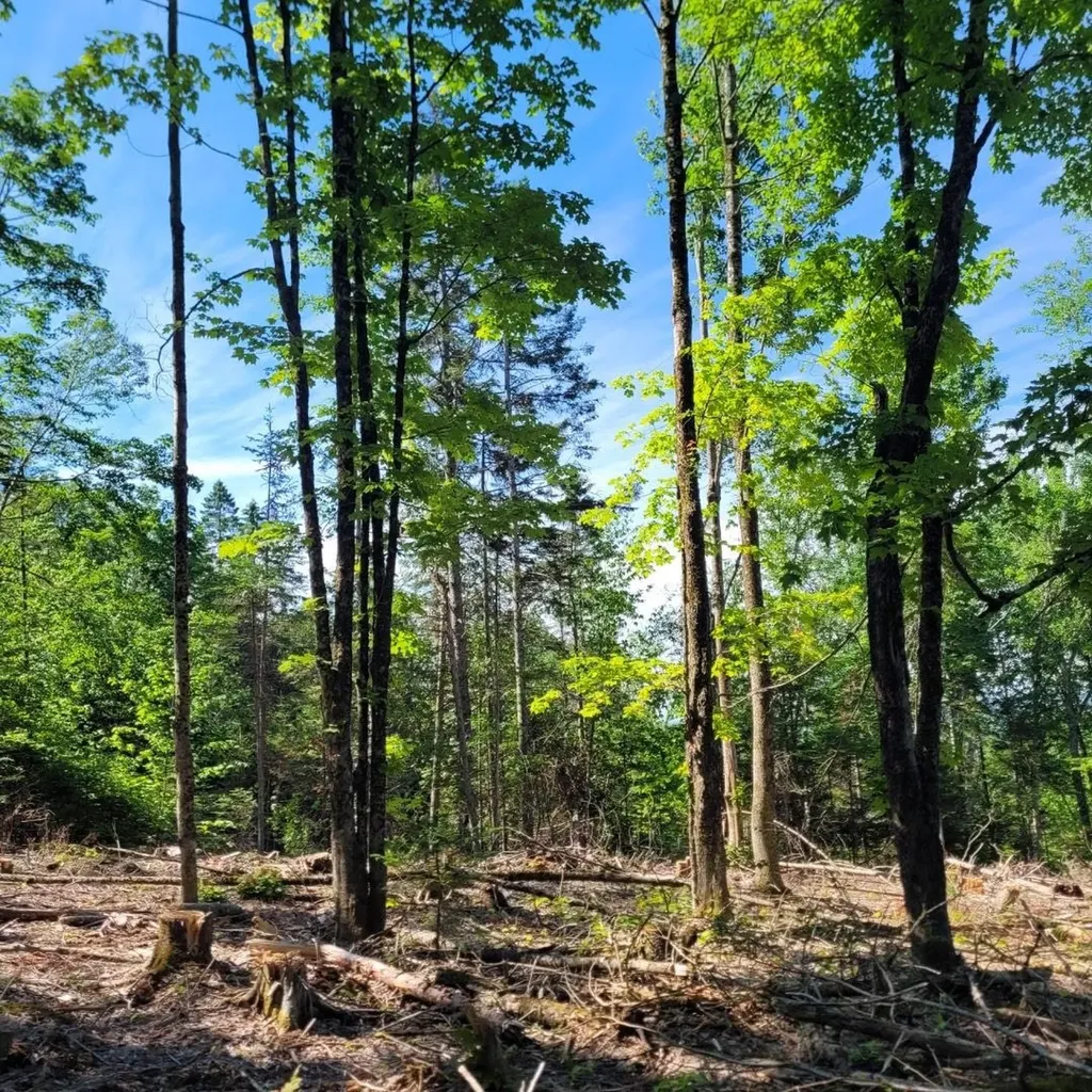 Off Rocky Road Newark VT 05871