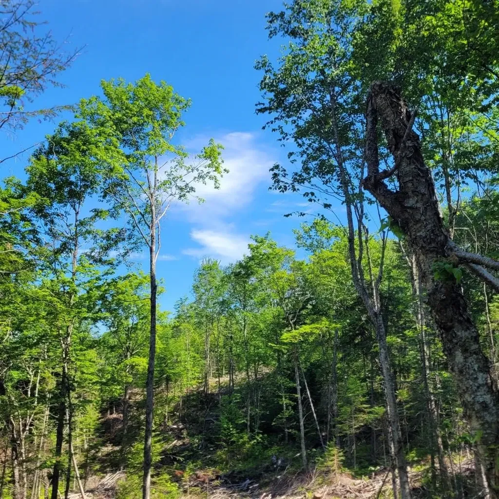 Off Rocky Road Newark VT 05871