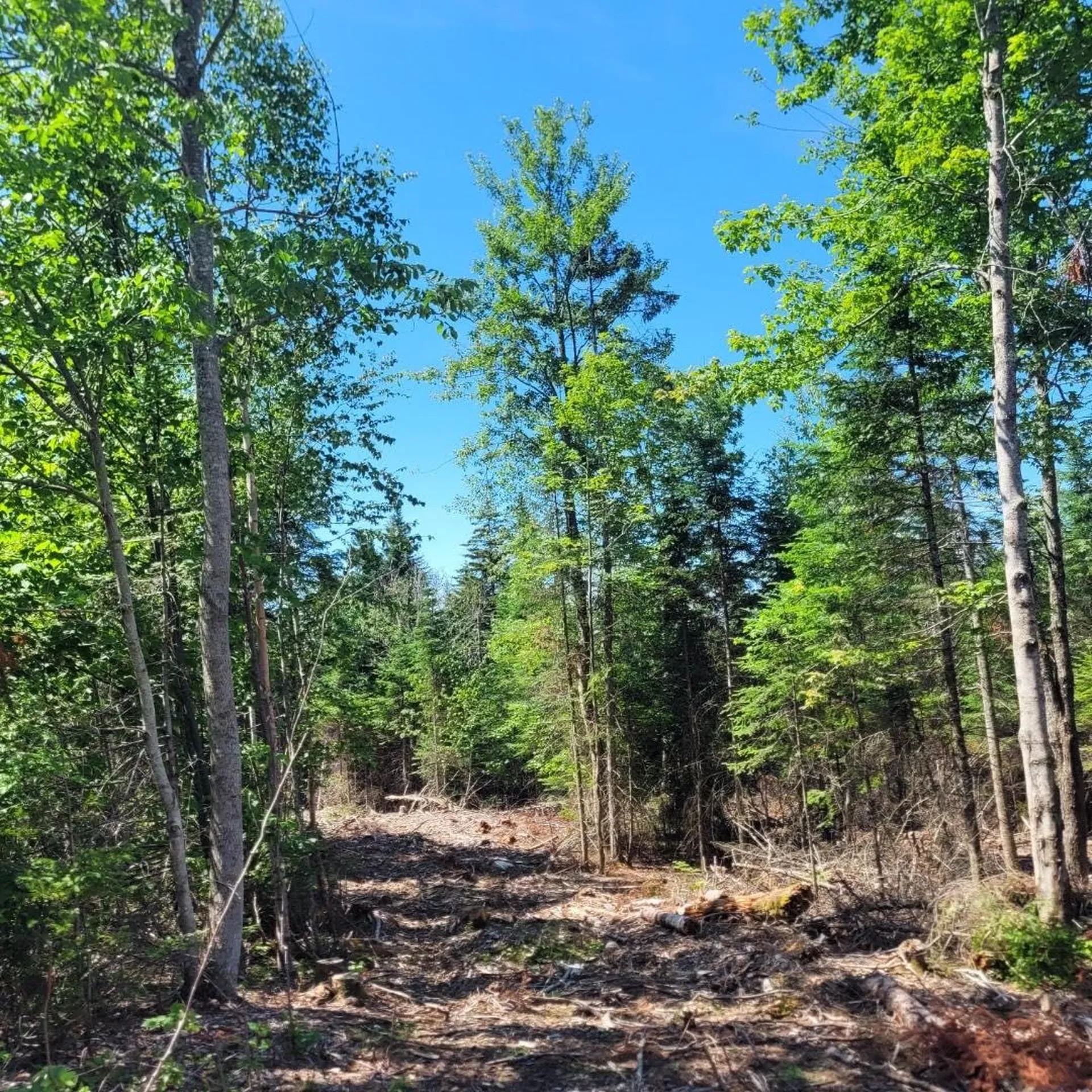 Off Rocky Road Newark VT 05871