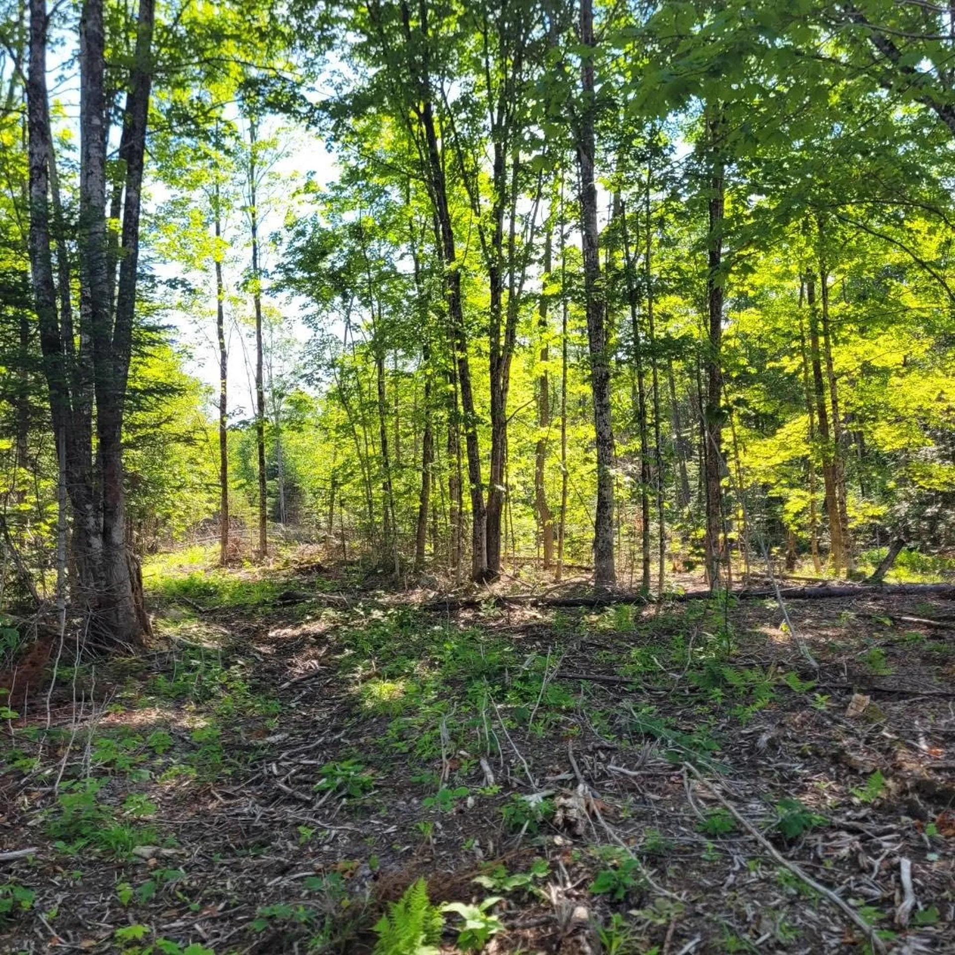 Off Rocky Road Newark VT 05871