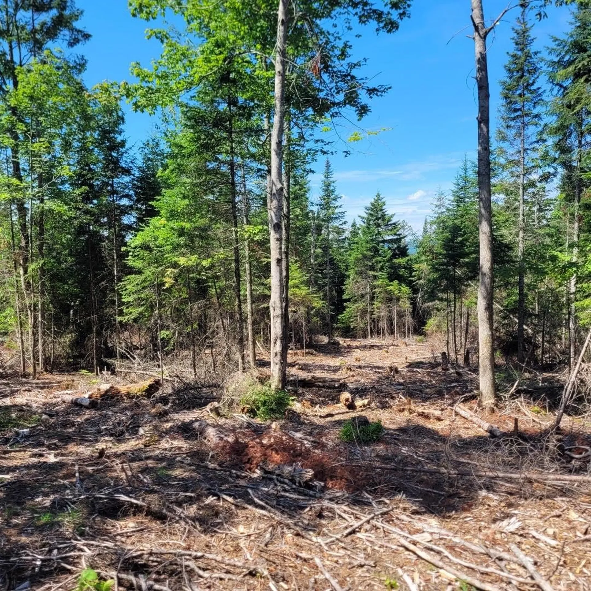 Off Rocky Road Newark VT 05871