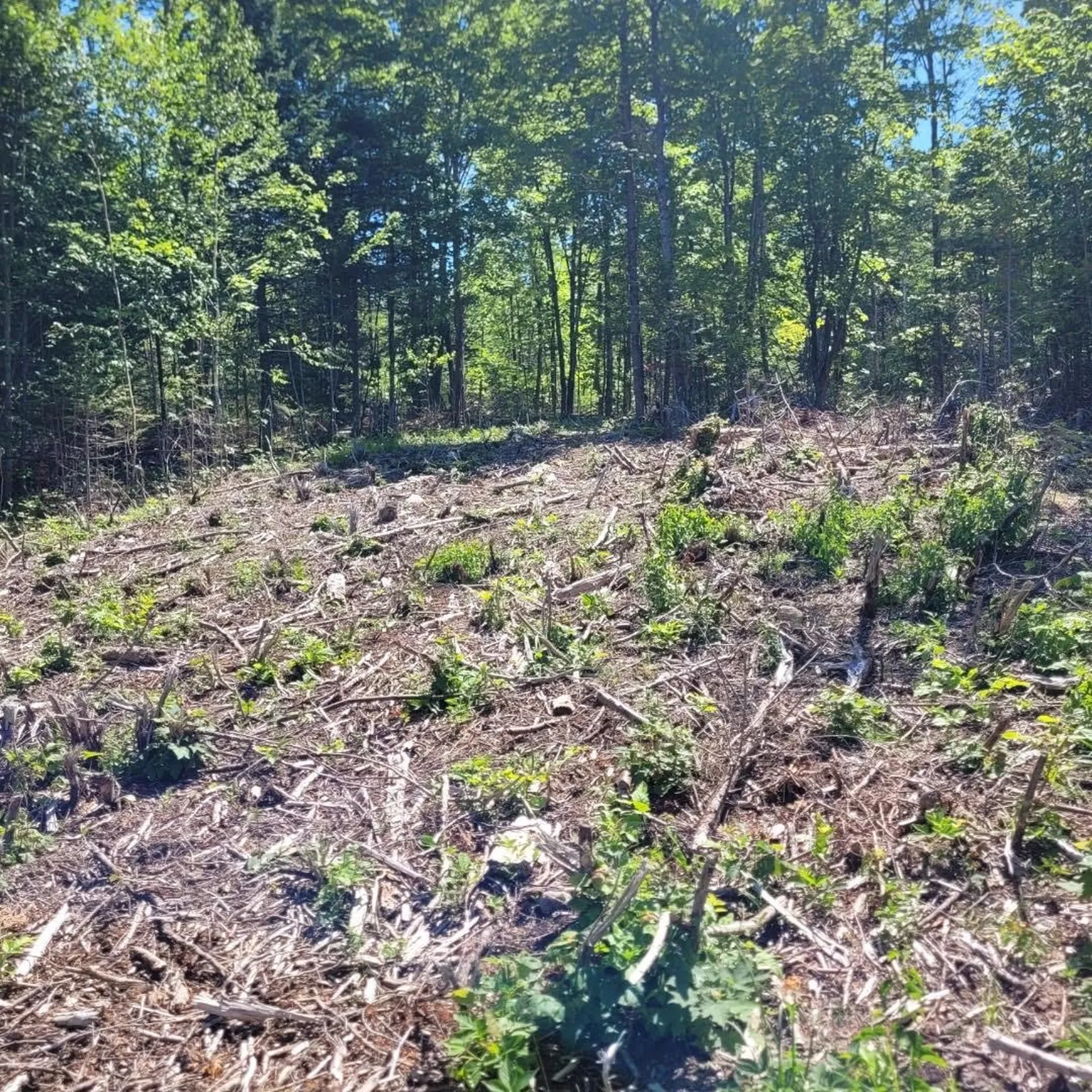 Off Rocky Road Newark VT 05871