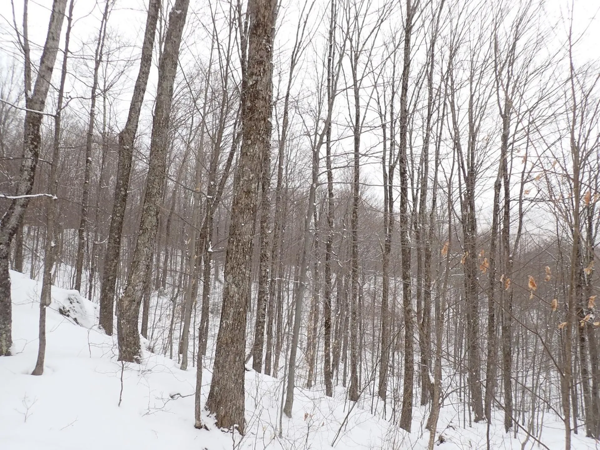 00 Plunkton Road Warren VT 05674