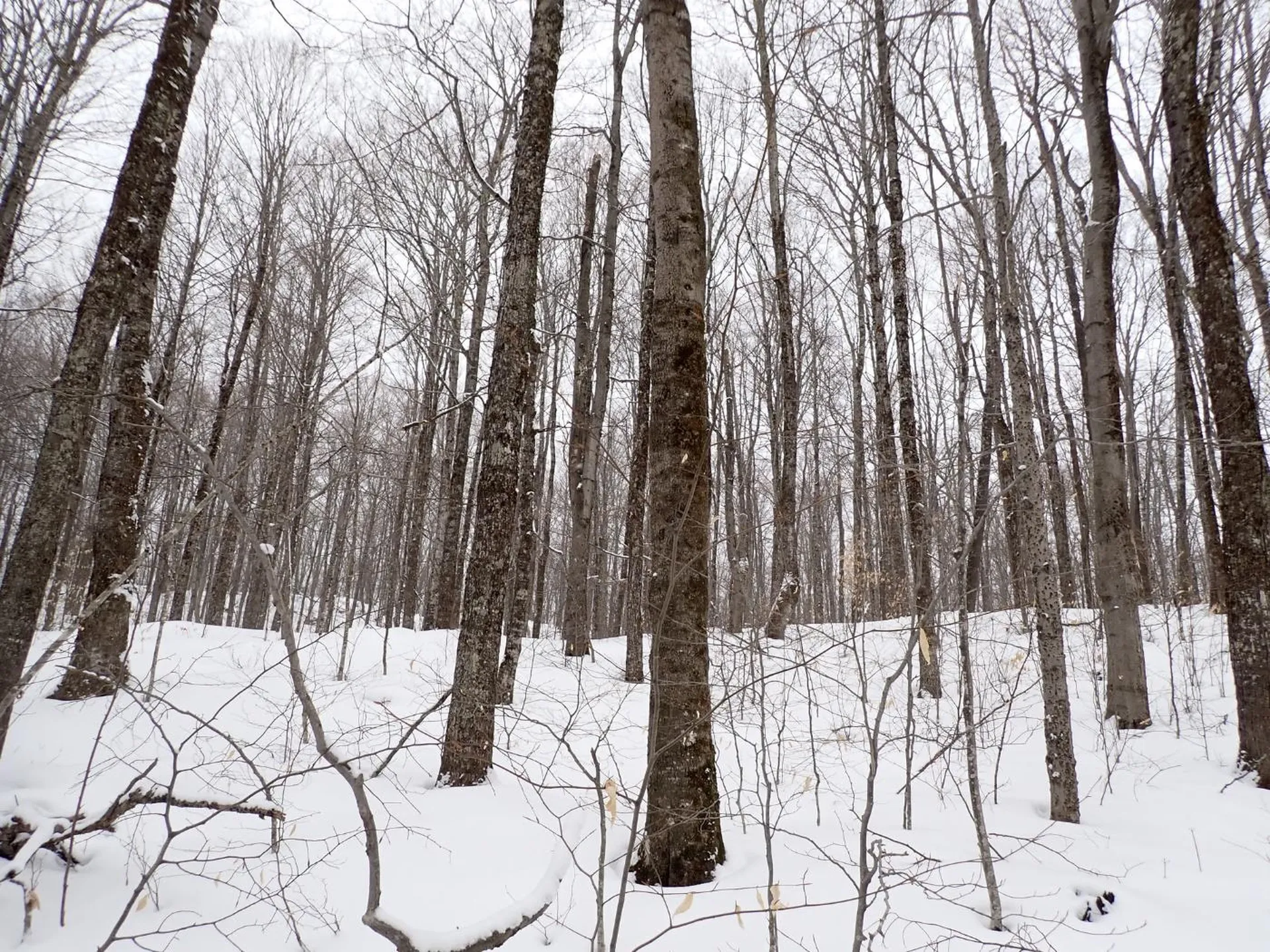 00 Plunkton Road Warren VT 05674