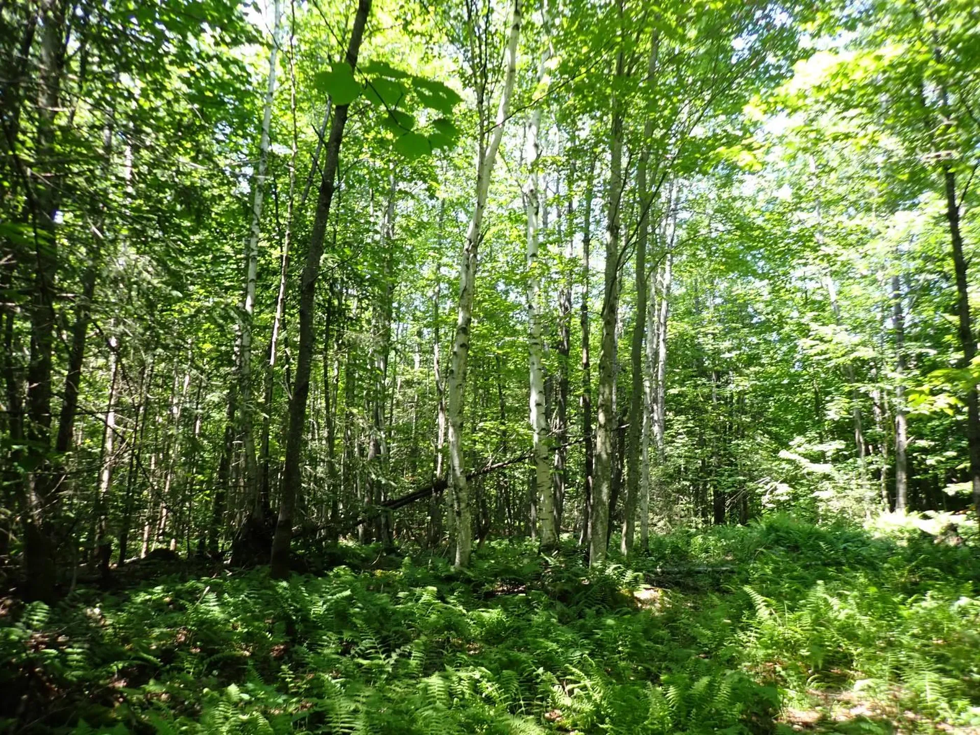 00 Plunkton Road Warren VT 05674