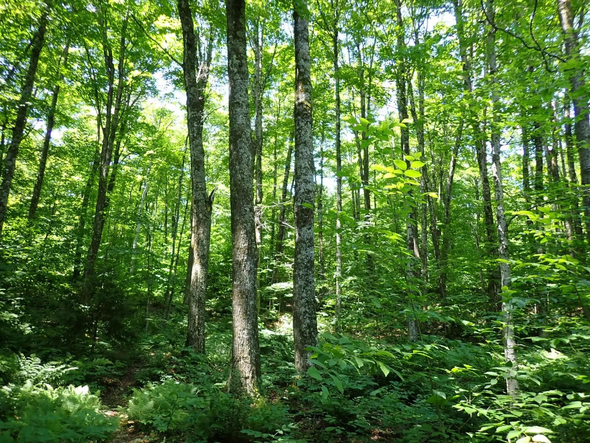 00 Plunkton Road Warren VT 05674