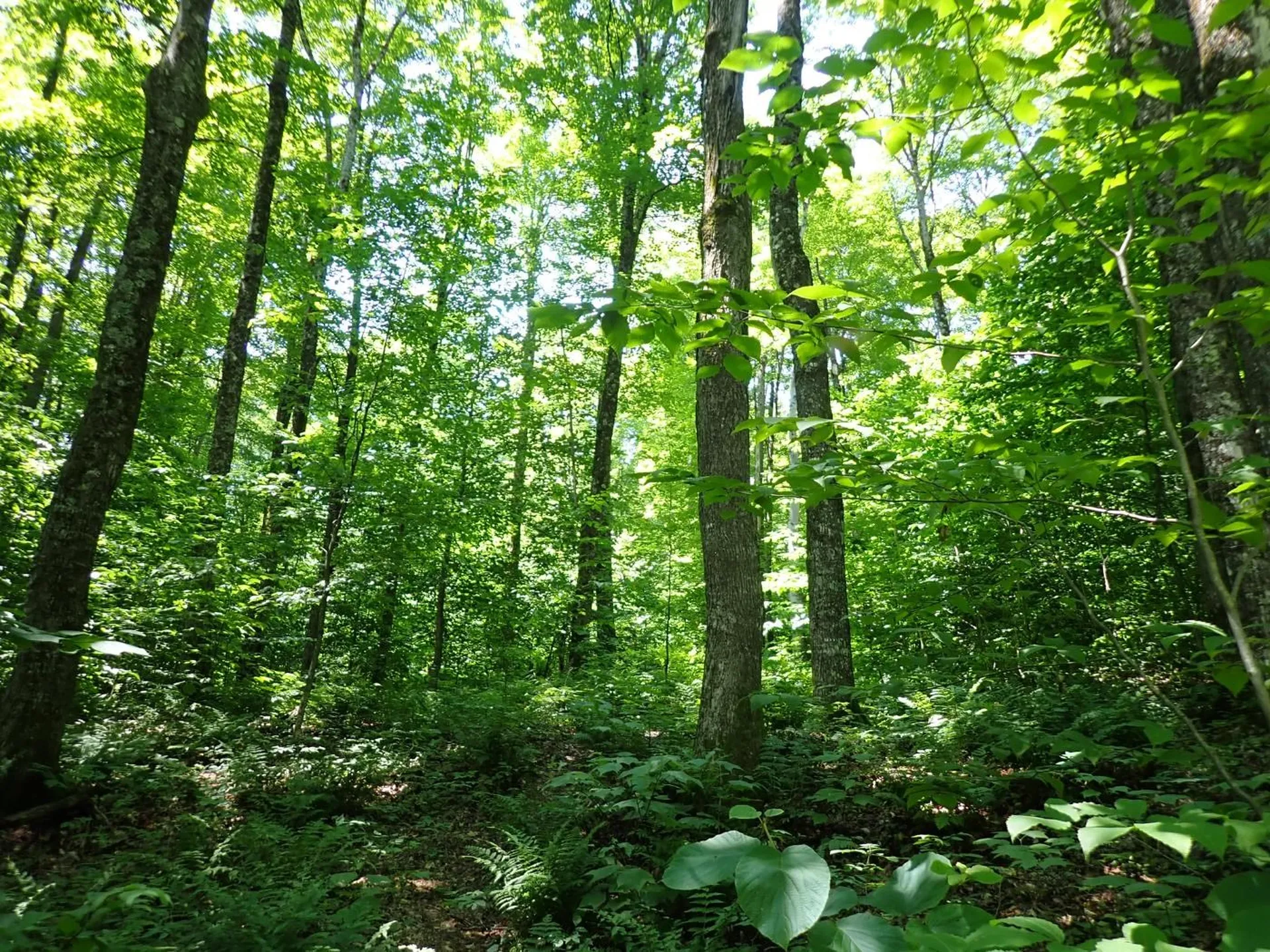 00 Plunkton Road Warren VT 05674