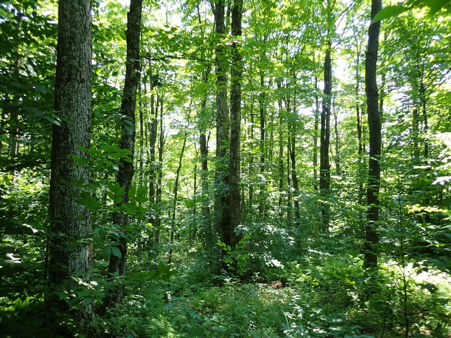 00 Plunkton Road Warren VT 05674