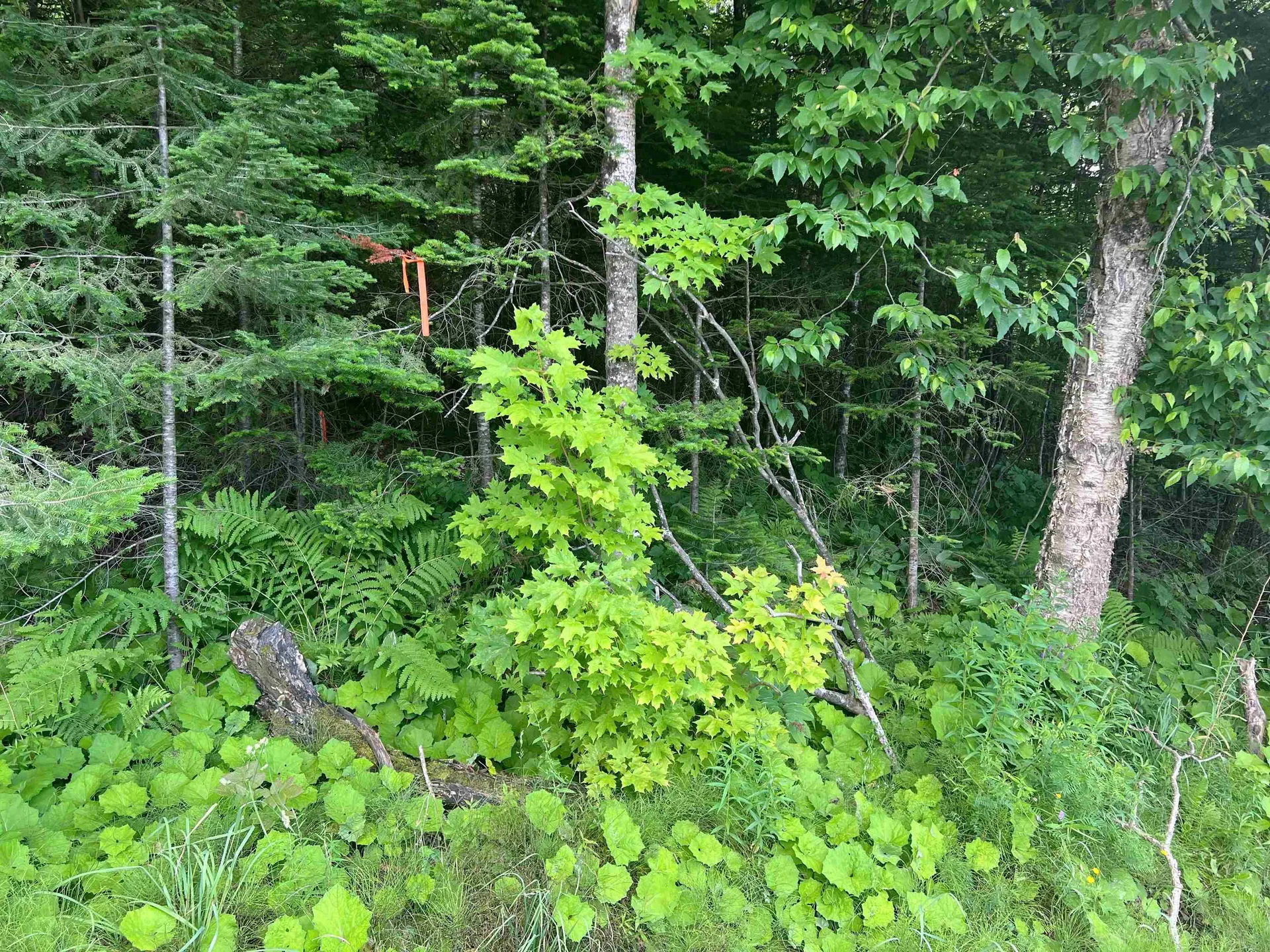 0 Berry Hill Road Sheffield VT 05866