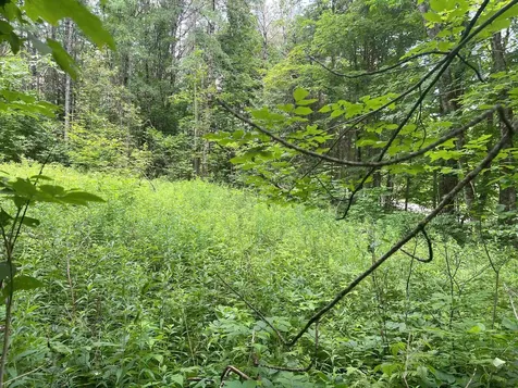 0 Berry Hill Road Sheffield VT 05866