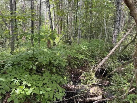 0 Berry Hill Road Sheffield VT 05866