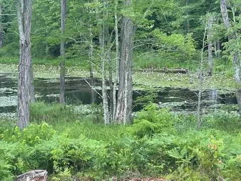 427 Poverty Plains Road Warner NH 03278