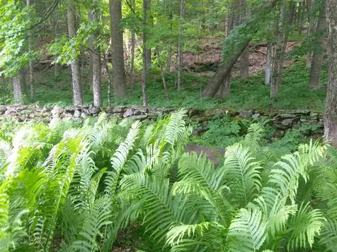 7 Hathorn Hill Woodstock VT 05091