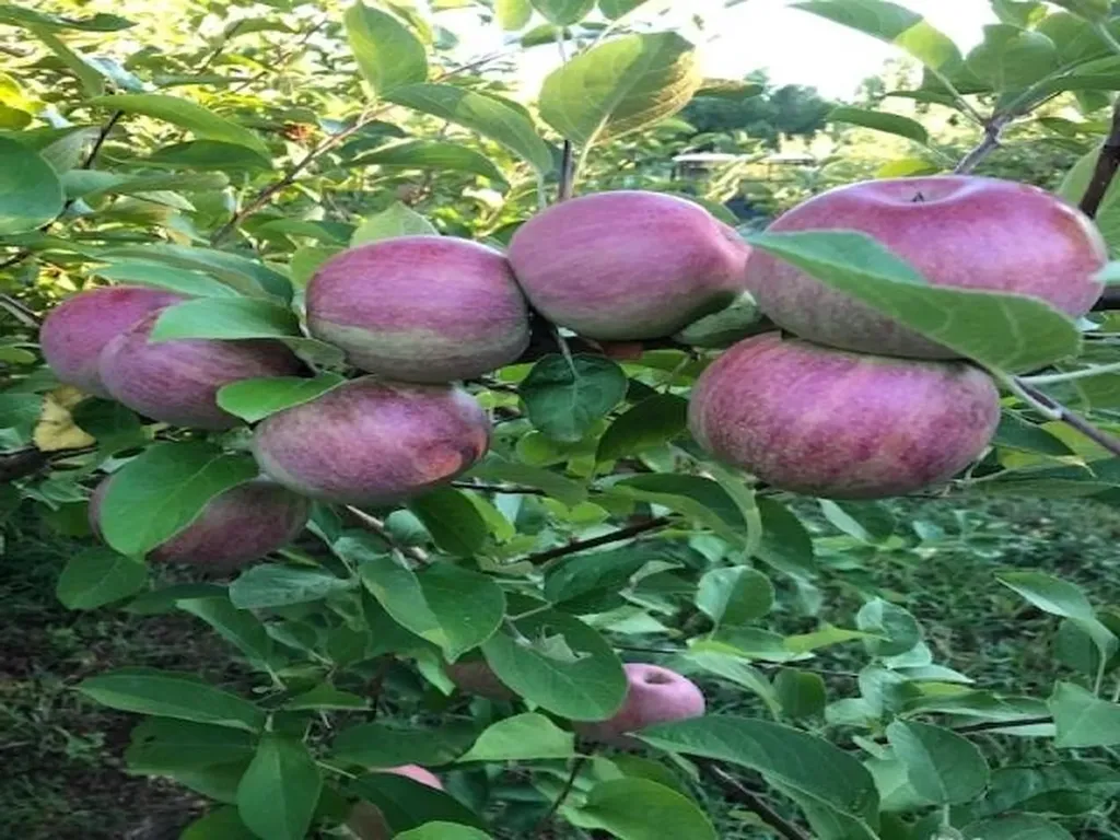 0 Church Road Swanton VT 05488