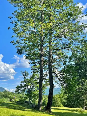 119 Whetstone Lane Brownington VT 05860