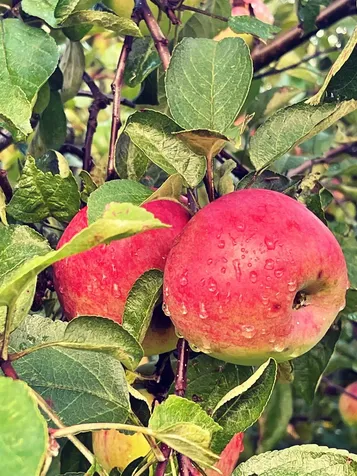 119 Whetstone Lane Brownington VT 05860