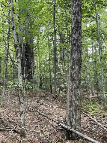 Lot 90 Mine Ledge Road Surry NH 03431