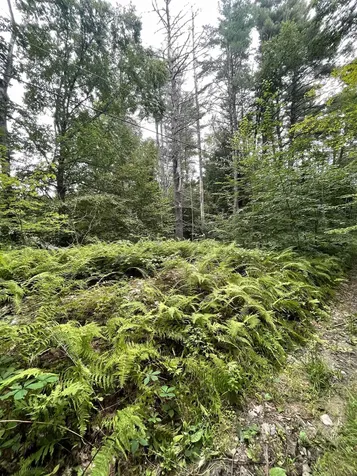 Lot 90 Mine Ledge Road Surry NH 03431