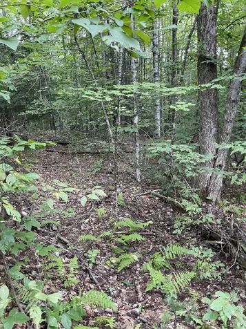 Lot 90 Mine Ledge Road Surry NH 03431