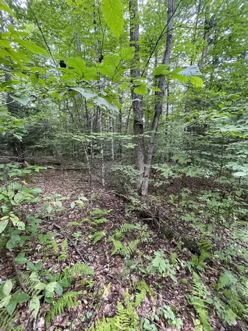 Lot 90 Mine Ledge Road Surry NH 03431