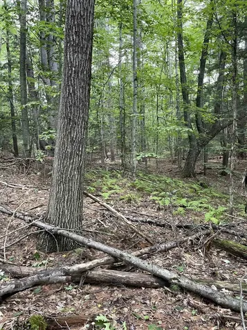 Lot 90 Mine Ledge Road Surry NH 03431