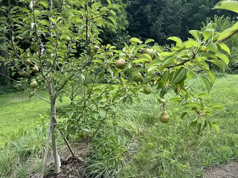 10 Hawthorne Street Plymouth NH 03264