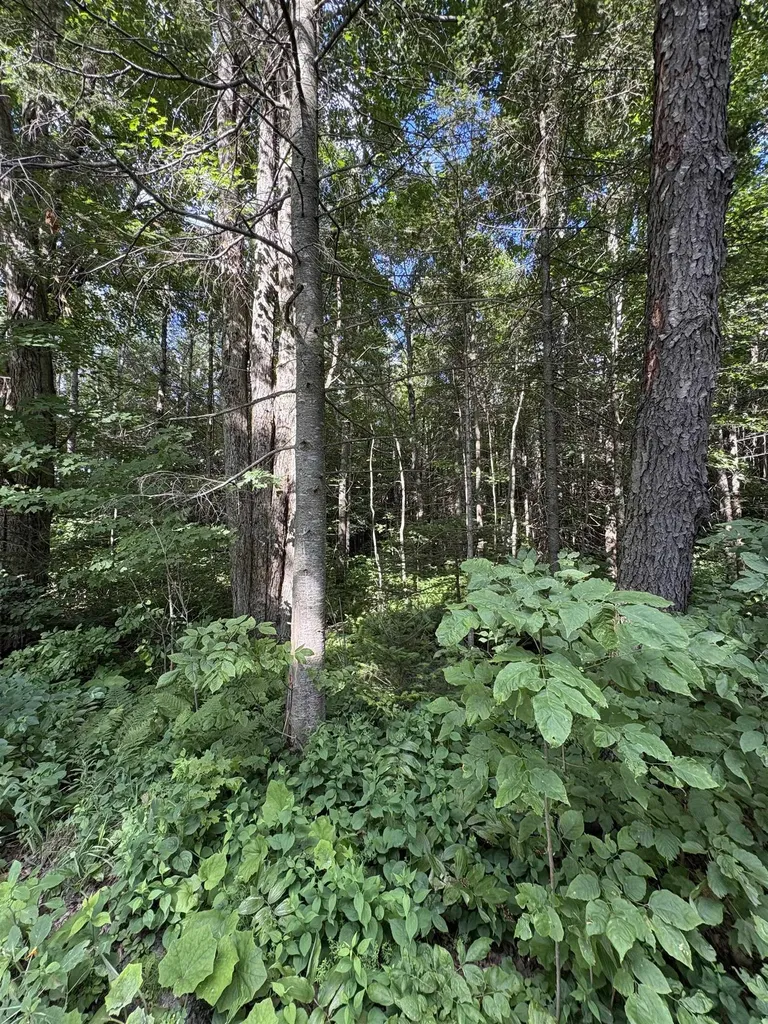 Partridge Lane Danville VT 05828