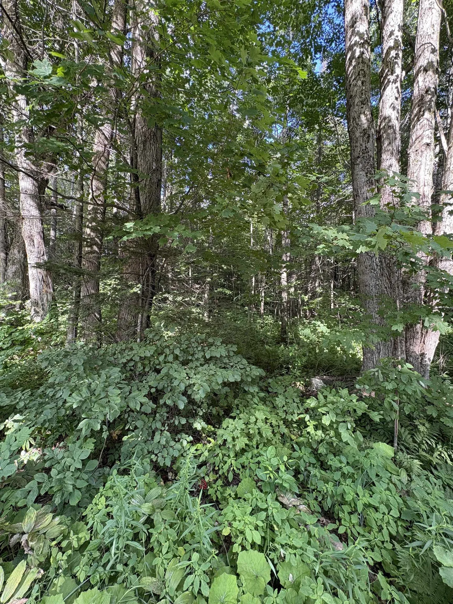 Partridge Lane Danville VT 05828