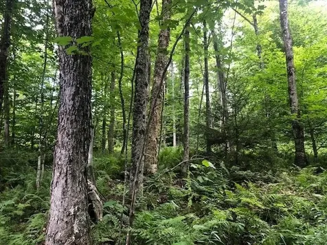 0 Jones Lane Wolcott VT 05680