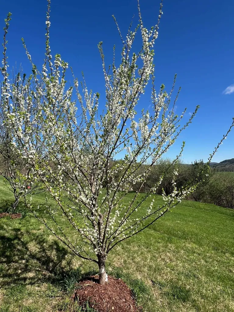 63 Winter Bell Drive Dummerston VT 05346