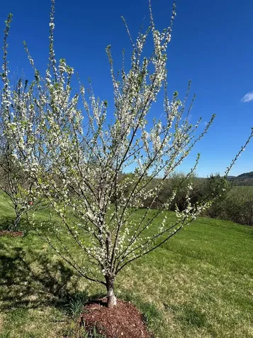 63 Winter Bell Drive Dummerston VT 05346