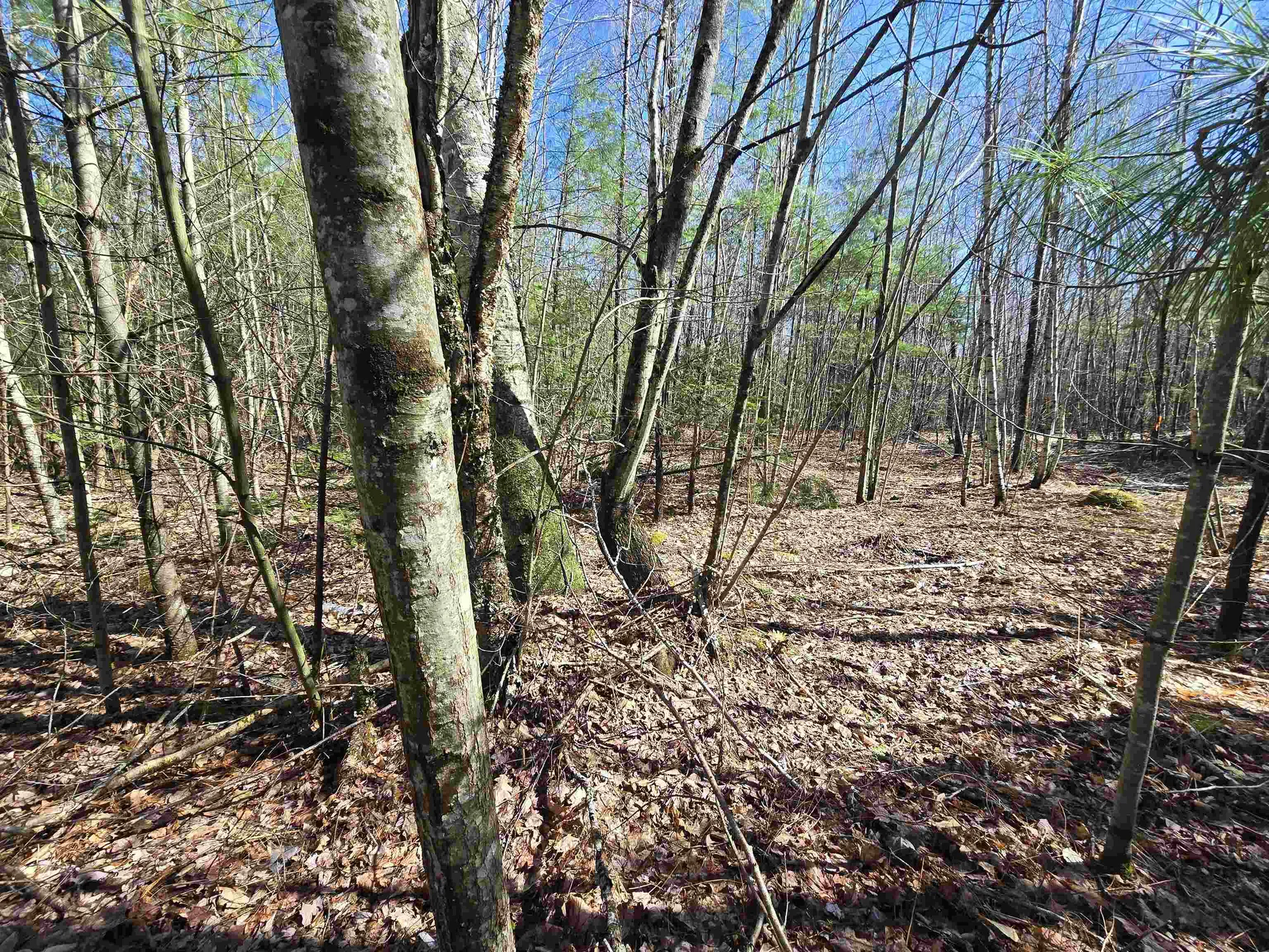 306 Benedicts Way Haverhill NH 03774