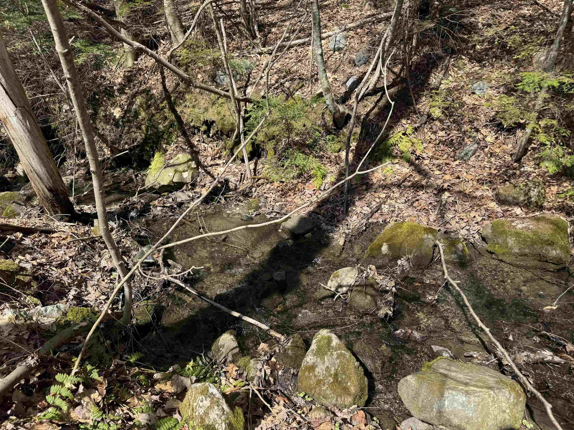 1817 Scottsville Road Danby VT 05739