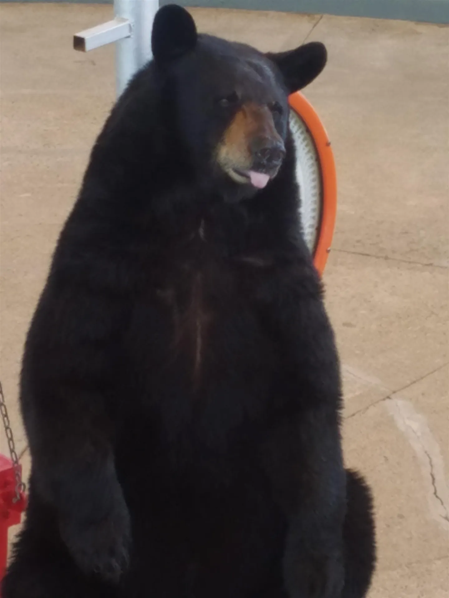 264 Main Street Lincoln NH 03251